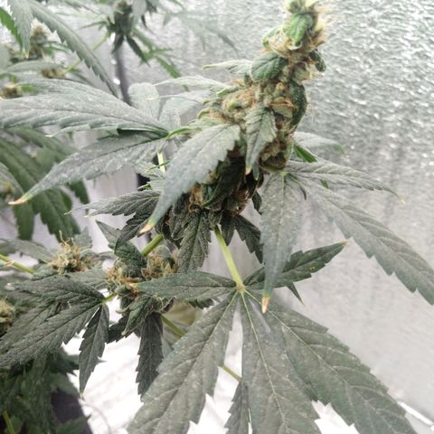 Amirani Auto - Caucasian  growlog timeline photo
