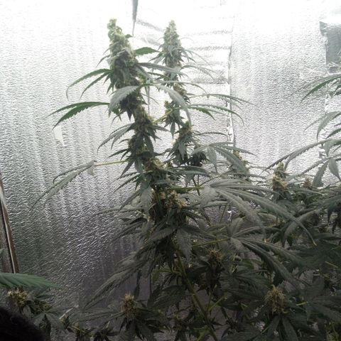 Amirani Auto - Caucasian  growlog timeline photo