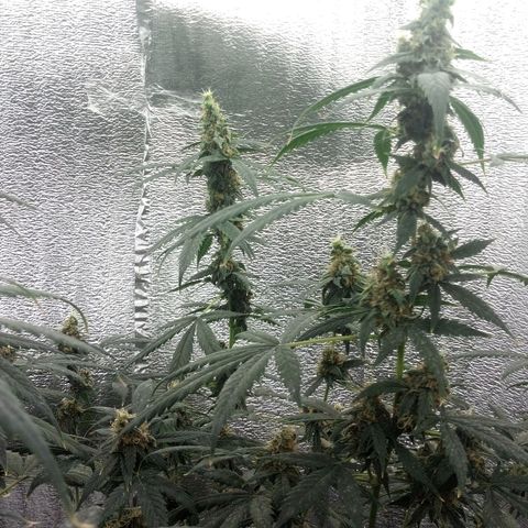 Amirani Auto - Caucasian  growlog timeline photo