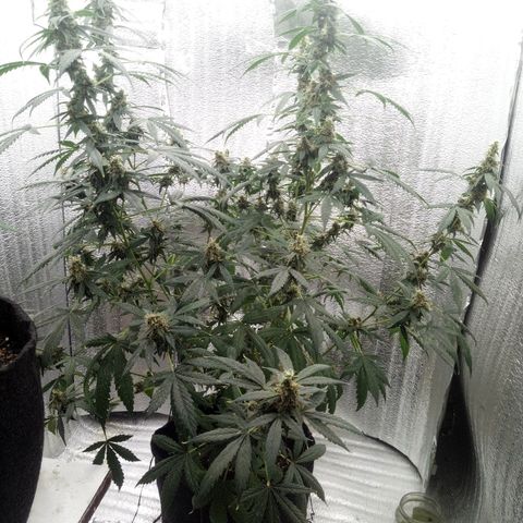 Amirani Auto - Caucasian  growlog timeline photo