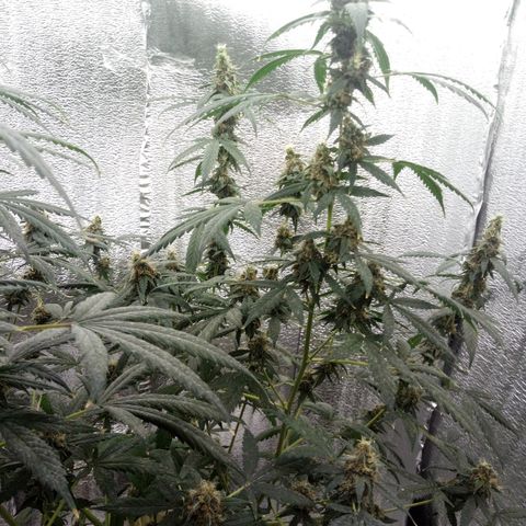 Amirani Auto - Caucasian  growlog timeline photo