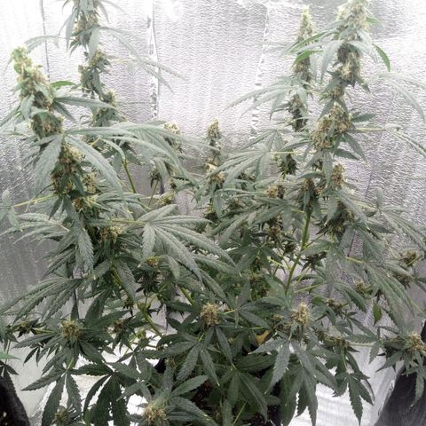 Amirani Auto - Caucasian  growlog timeline photo