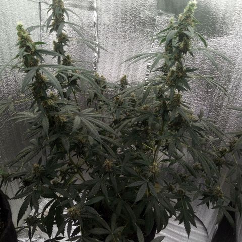 Amirani Auto - Caucasian  growlog timeline photo