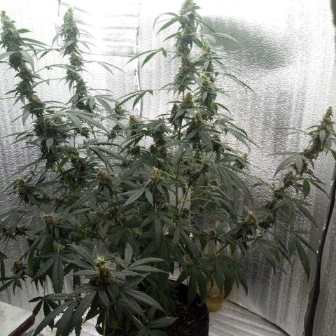 Amirani Auto - Caucasian  growlog timeline photo