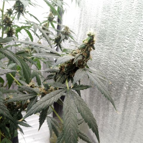 Amirani Auto - Caucasian  growlog timeline photo