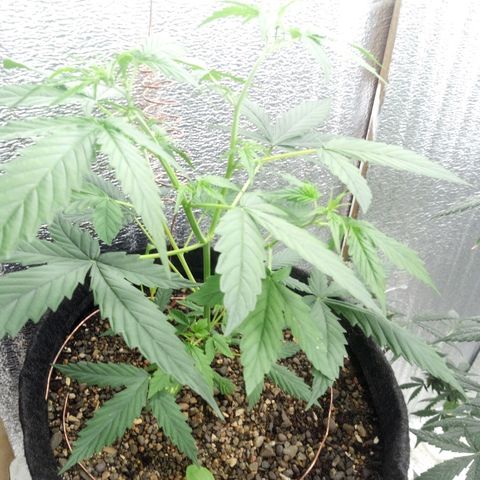 Gorilla Glue Auto Barney's Farm  growlog timeline photo