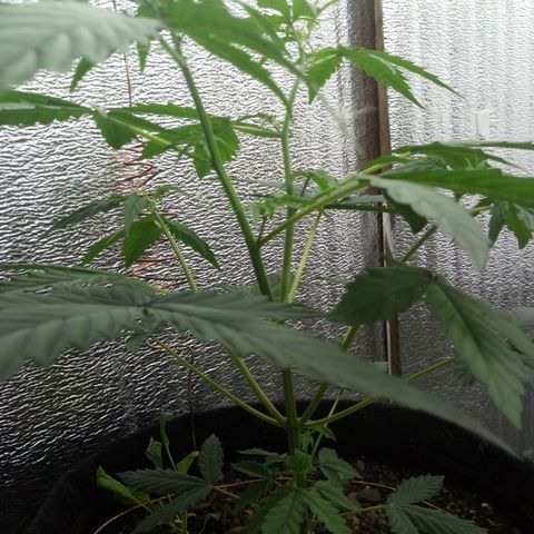 Gorilla Glue Auto Barney's Farm  growlog timeline photo