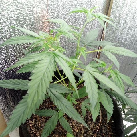 Gorilla Glue Auto Barney's Farm  growlog timeline photo