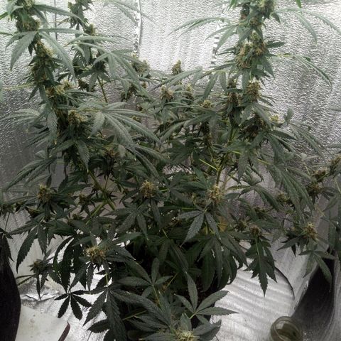 Amirani Auto - Caucasian  growlog timeline photo