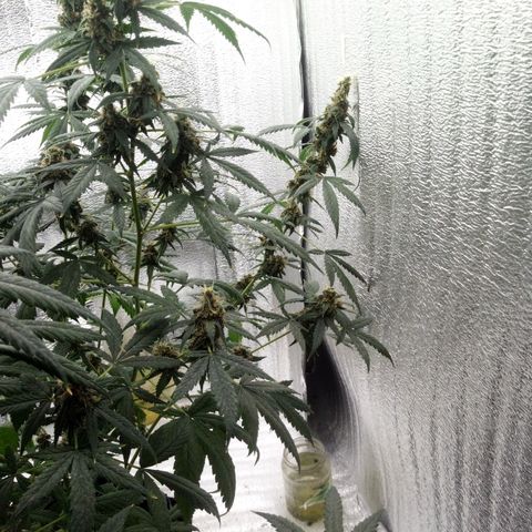 Amirani Auto - Caucasian  growlog timeline photo