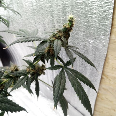 Amirani Auto - Caucasian  growlog timeline photo