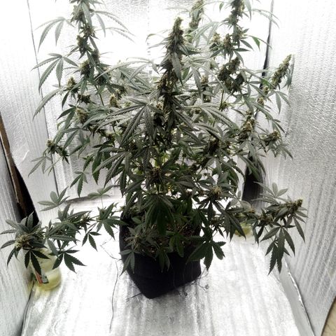 Amirani Auto - Caucasian  growlog timeline photo