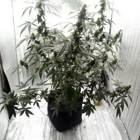 Amirani Auto - Caucasian  growlog timeline photo