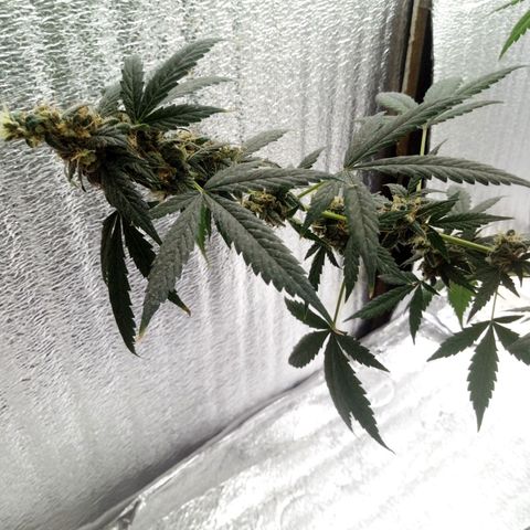Amirani Auto - Caucasian  growlog timeline photo