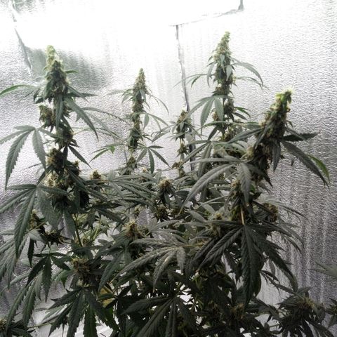 Amirani Auto - Caucasian  growlog timeline photo
