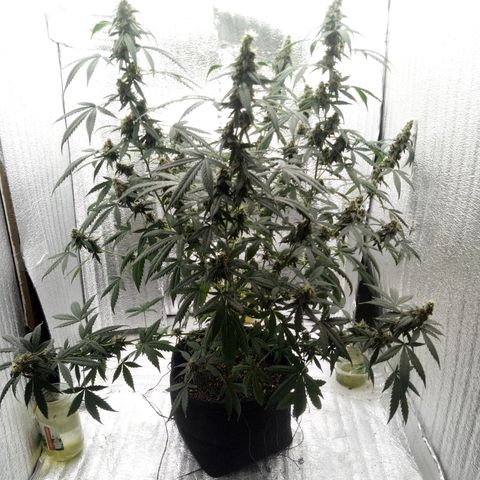 Amirani Auto - Caucasian  growlog timeline photo