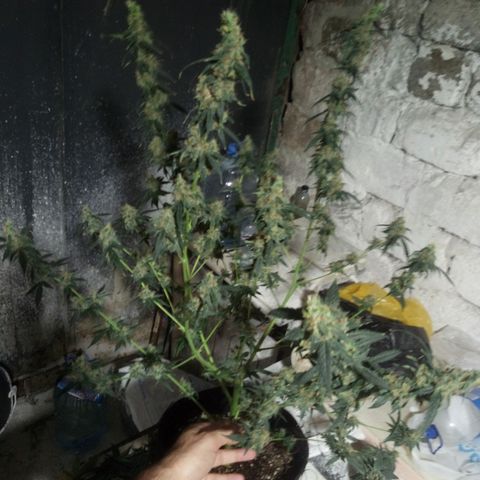 Amirani Auto - Caucasian  growlog timeline photo