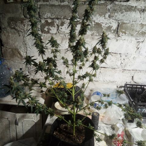 Amirani Auto - Caucasian  growlog timeline photo