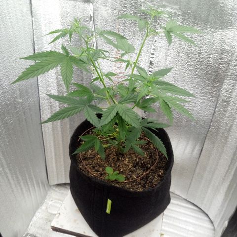 Gorilla Glue Auto Barney's Farm  growlog timeline photo