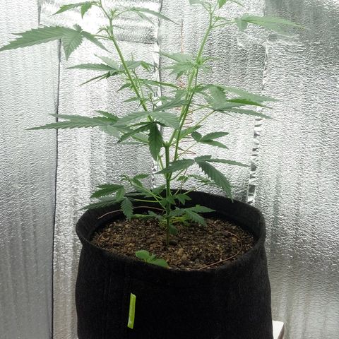 Gorilla Glue Auto Barney's Farm  growlog timeline photo