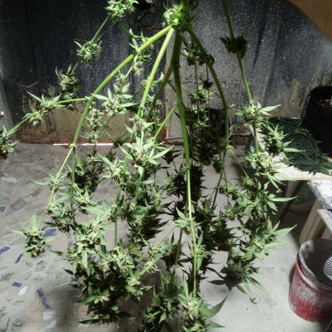 Amirani Auto - Caucasian  growlog timeline photo