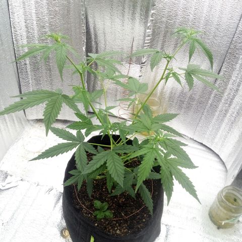 Gorilla Glue Auto Barney's Farm  growlog timeline photo