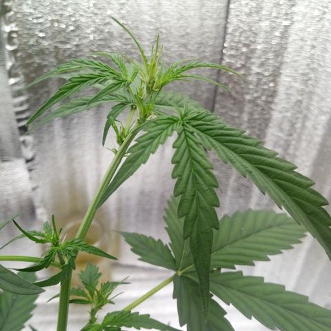 Gorilla Glue Auto Barney's Farm  growlog timeline photo