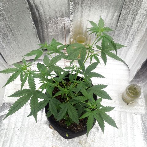 Gorilla Glue Auto Barney's Farm  growlog timeline photo