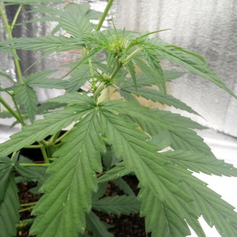 Gorilla Glue Auto Barney's Farm  growlog timeline photo