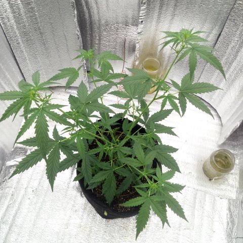 Gorilla Glue Auto Barney's Farm  growlog timeline photo