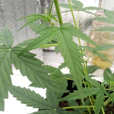 Gorilla Glue Auto Barney's Farm  growlog timeline photo