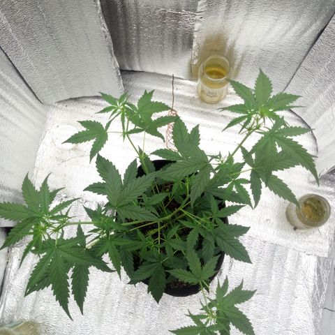 Gorilla Glue Auto Barney's Farm  growlog timeline photo