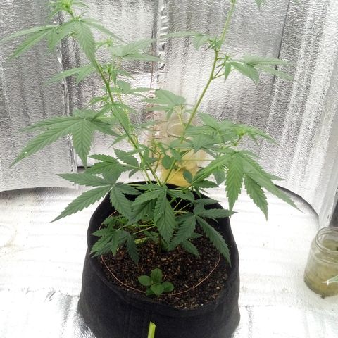 Gorilla Glue Auto Barney's Farm  growlog timeline photo