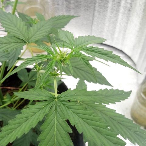Gorilla Glue Auto Barney's Farm  growlog timeline photo