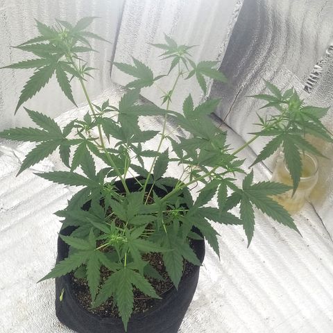 Gorilla Glue Auto Barney's Farm  growlog timeline photo