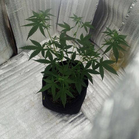 Gorilla Glue Auto Barney's Farm  growlog timeline photo