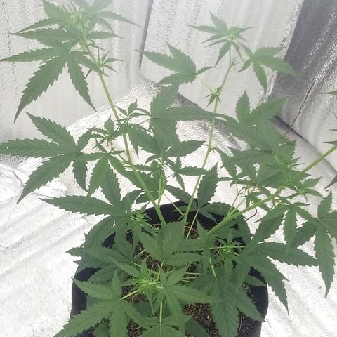 Gorilla Glue Auto Barney's Farm  growlog timeline photo