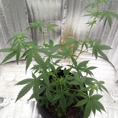 Gorilla Glue Auto Barney's Farm  growlog timeline photo