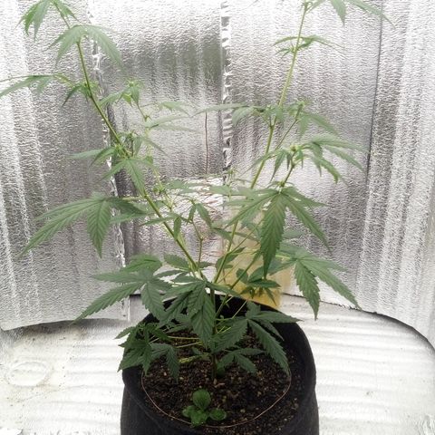 Gorilla Glue Auto Barney's Farm  growlog timeline photo