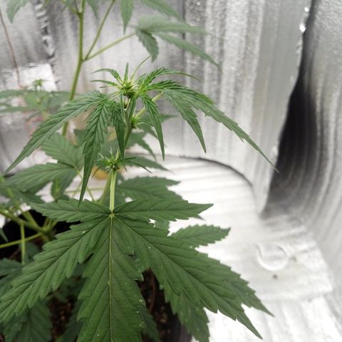 Gorilla Glue Auto Barney's Farm  growlog timeline photo