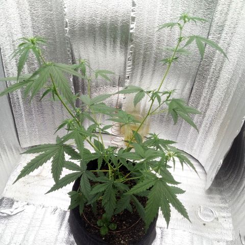 Gorilla Glue Auto Barney's Farm  growlog timeline photo