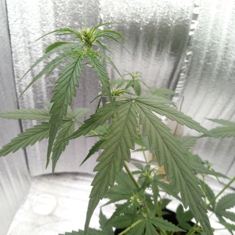 Gorilla Glue Auto Barney's Farm  growlog timeline photo
