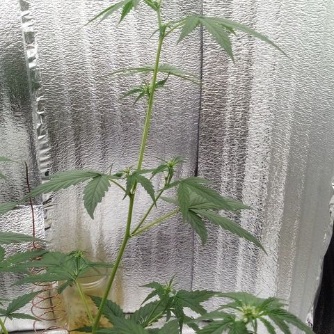 Gorilla Glue Auto Barney's Farm  growlog timeline photo