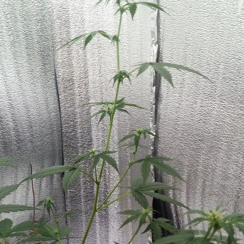 Gorilla Glue Auto Barney's Farm  growlog timeline photo