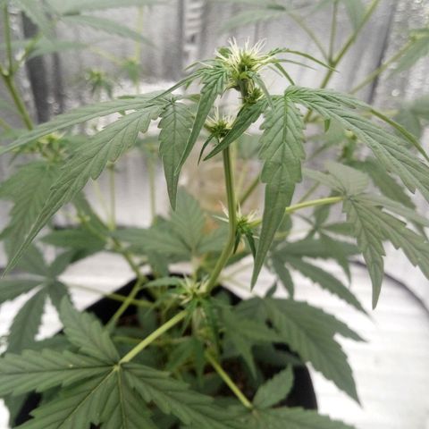 Gorilla Glue Auto Barney's Farm  growlog timeline photo