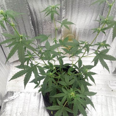 Gorilla Glue Auto Barney's Farm  growlog timeline photo