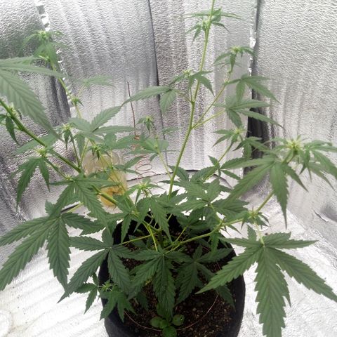 Gorilla Glue Auto Barney's Farm  growlog timeline photo