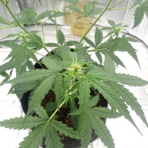 Gorilla Glue Auto Barney's Farm  growlog timeline photo