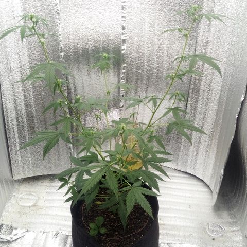 Gorilla Glue Auto Barney's Farm  growlog timeline photo