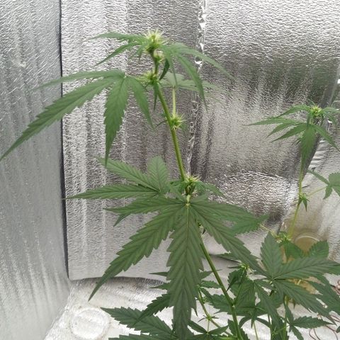 Gorilla Glue Auto Barney's Farm  growlog timeline photo